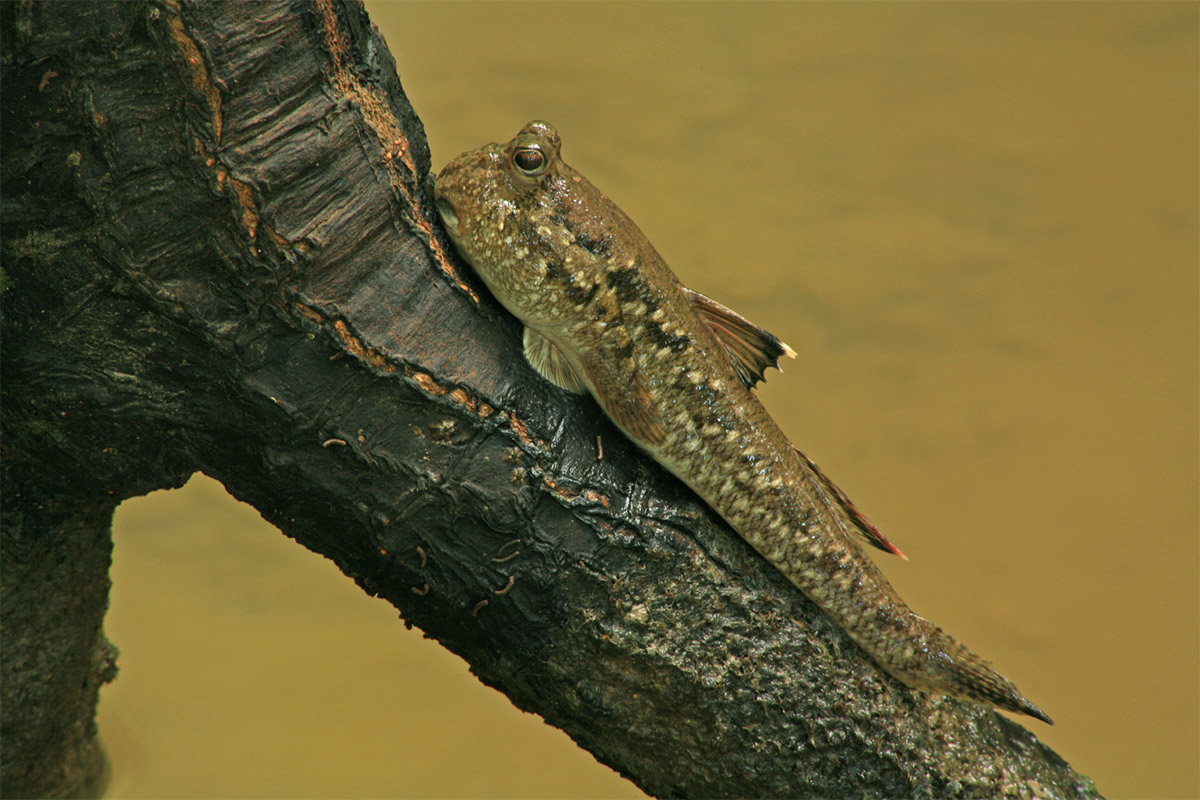 Giant mudskipper (Periophthalmodon schlosseri)