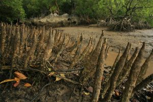 Pneumatophores of mangroves (Sonneratia caseolaris) with stilt-rooted mangroves (Rhizophora stylosa) behind, at low tide, Phang-Nga Bay, Ao Phang-Nga National Park, Phang-Nga Province, Thailand.