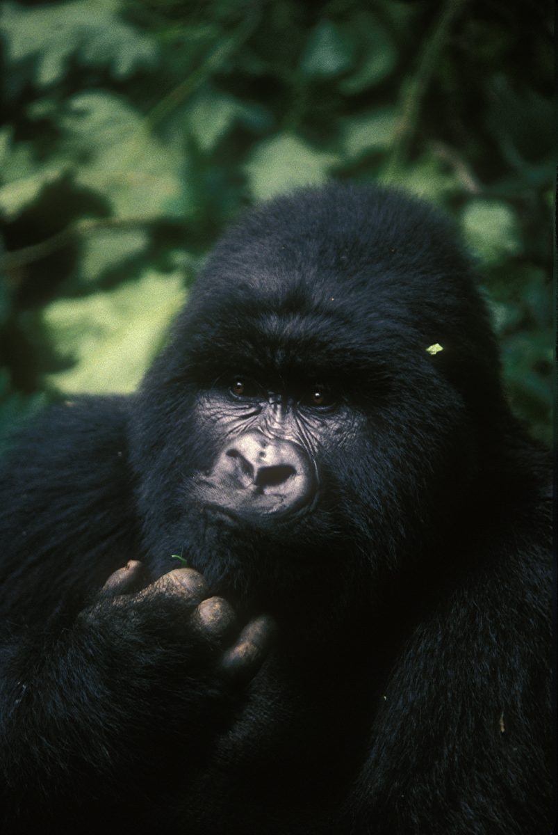 Mountain gorilla; Virunga National Park, DRC, Endangered species