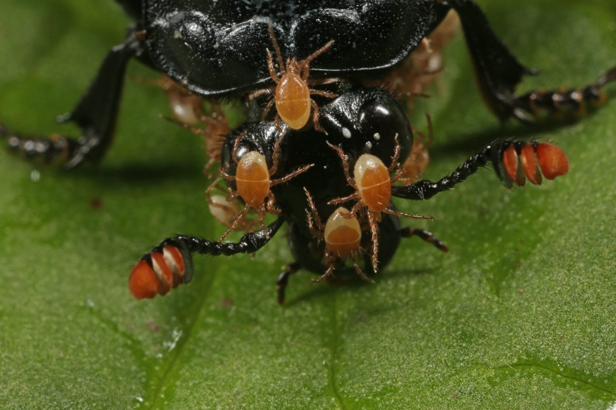Phoresis; phoretic mites; Poecilochirus carabi; banded sexton beetle; Nicrophorus investigator; Scotland, macro photograph