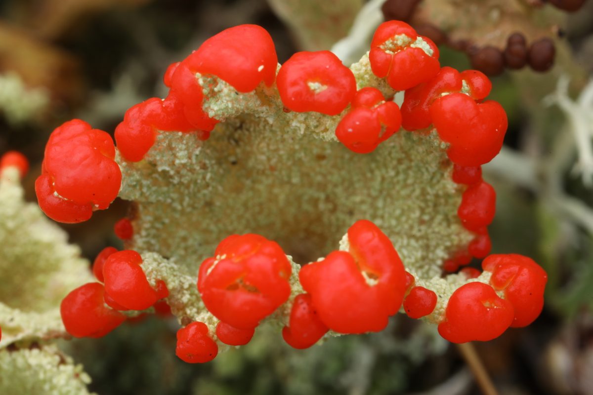 lichen; red apothecia; Cladonia coccifera; Scotland; macro photograph.