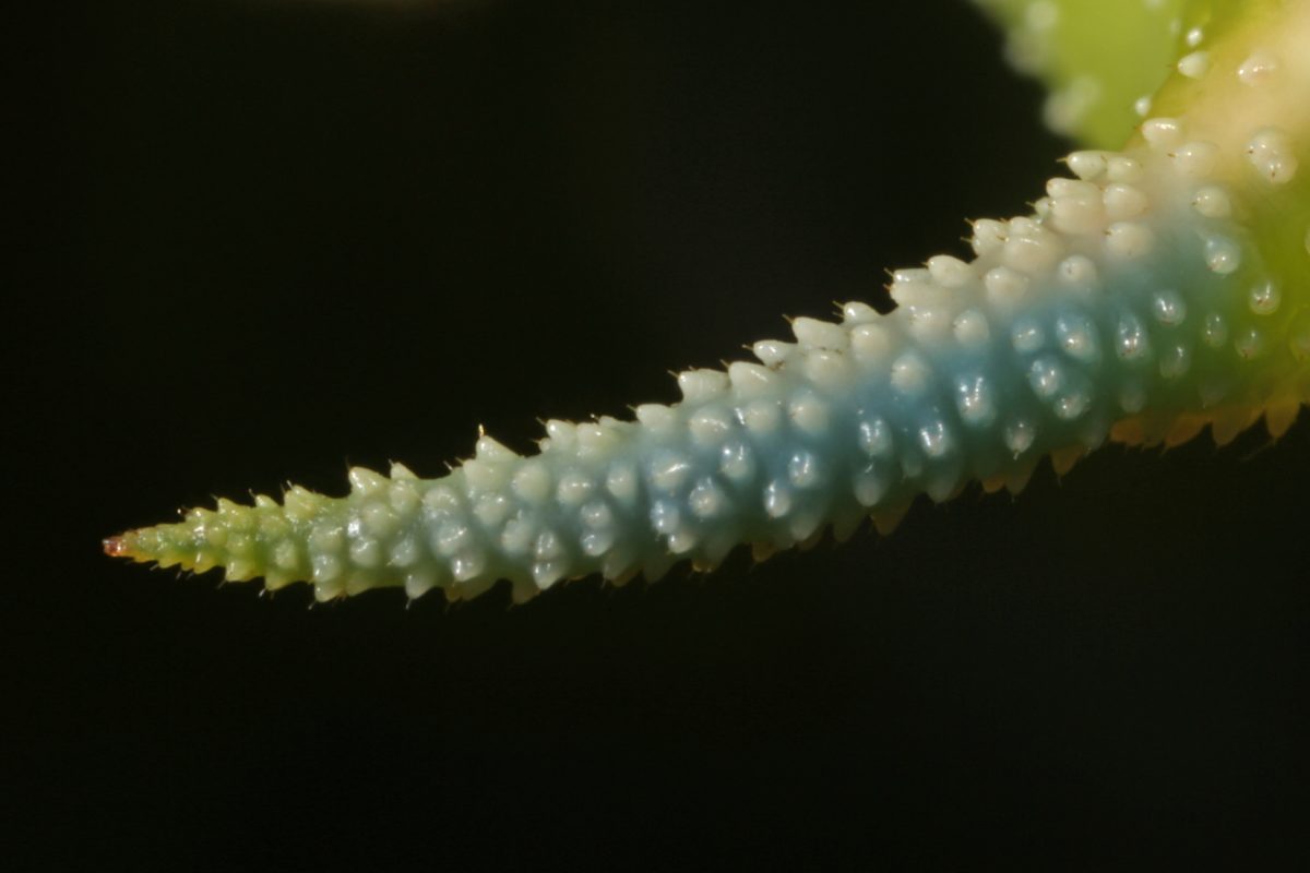 caterpillar detail; poplar hawkmoth; Ireland, macro photograph