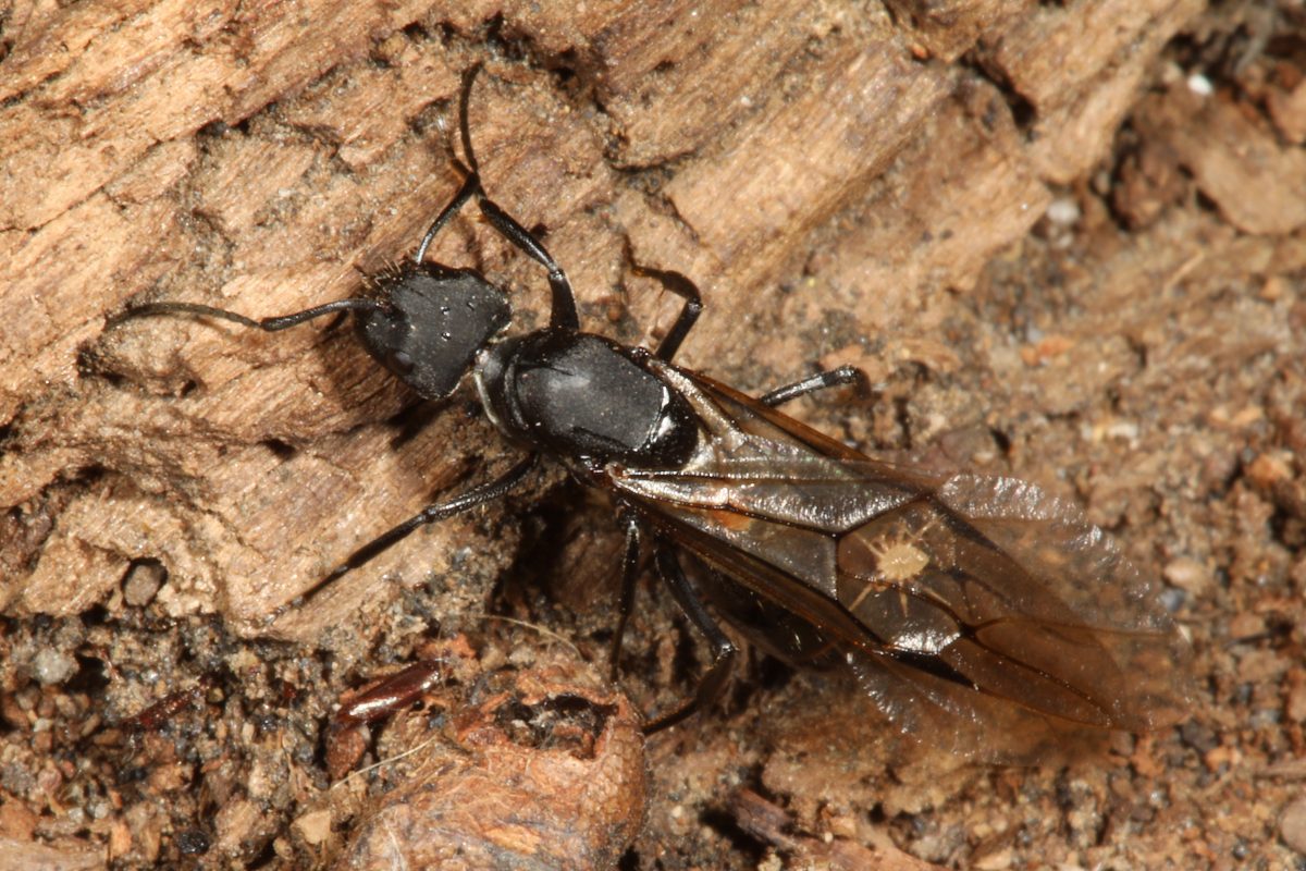 Phoresis, phoretic mites; winged ant; Camponotus; Myrmozercon; Chile, macro photograph