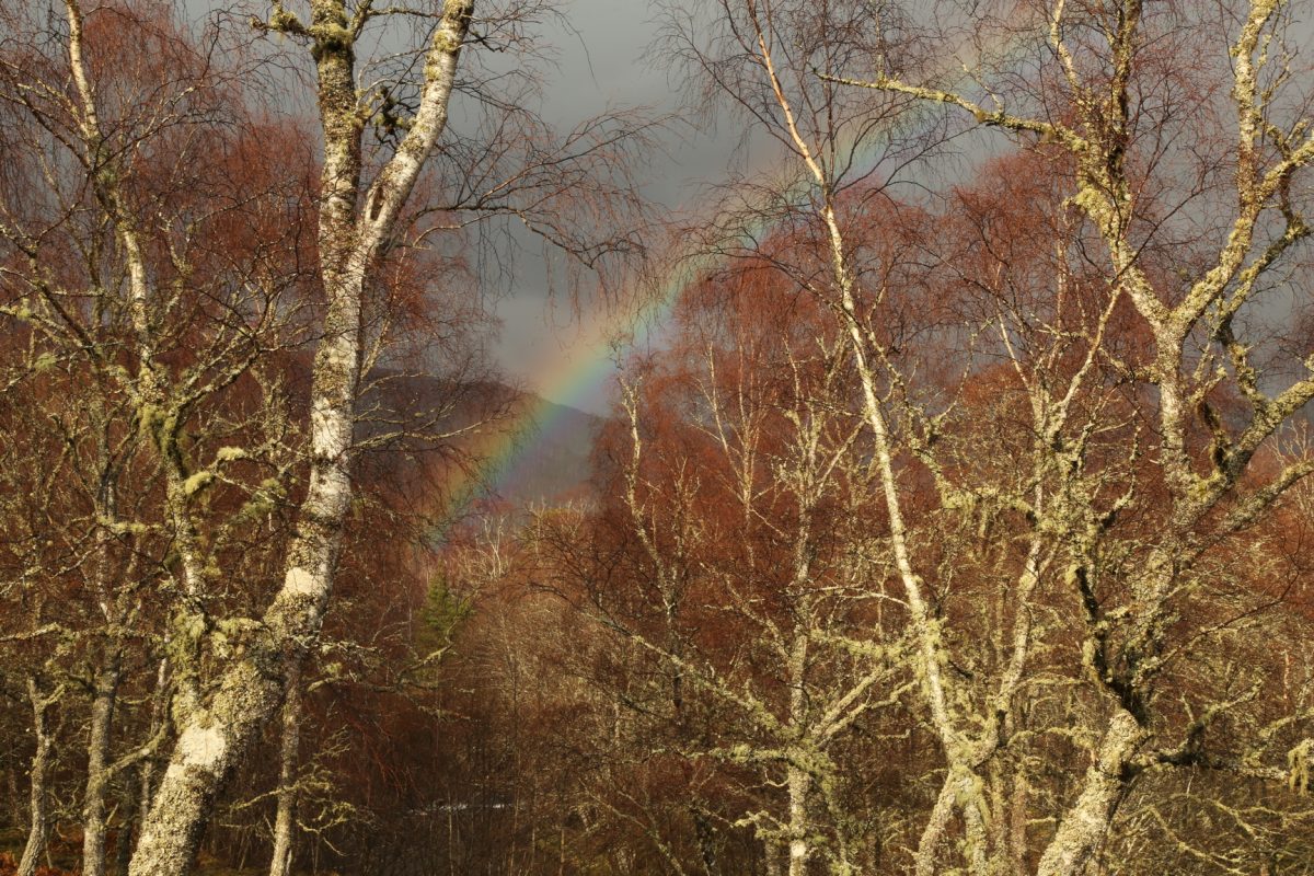 Rainbow, birch trees, Strathfarrar, Scotland.