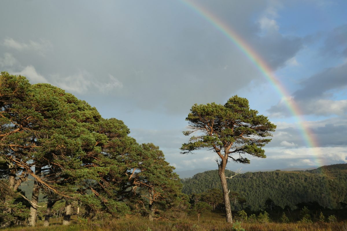 rainbow, Scots pine, Caledonian Forest, Glen Affric, Scotland.
