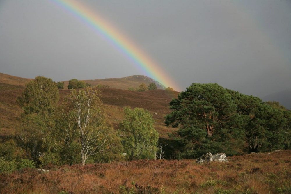 Rainbow, Scots pine, birch, Caledonian Forest, Dundreggan, Scotland.