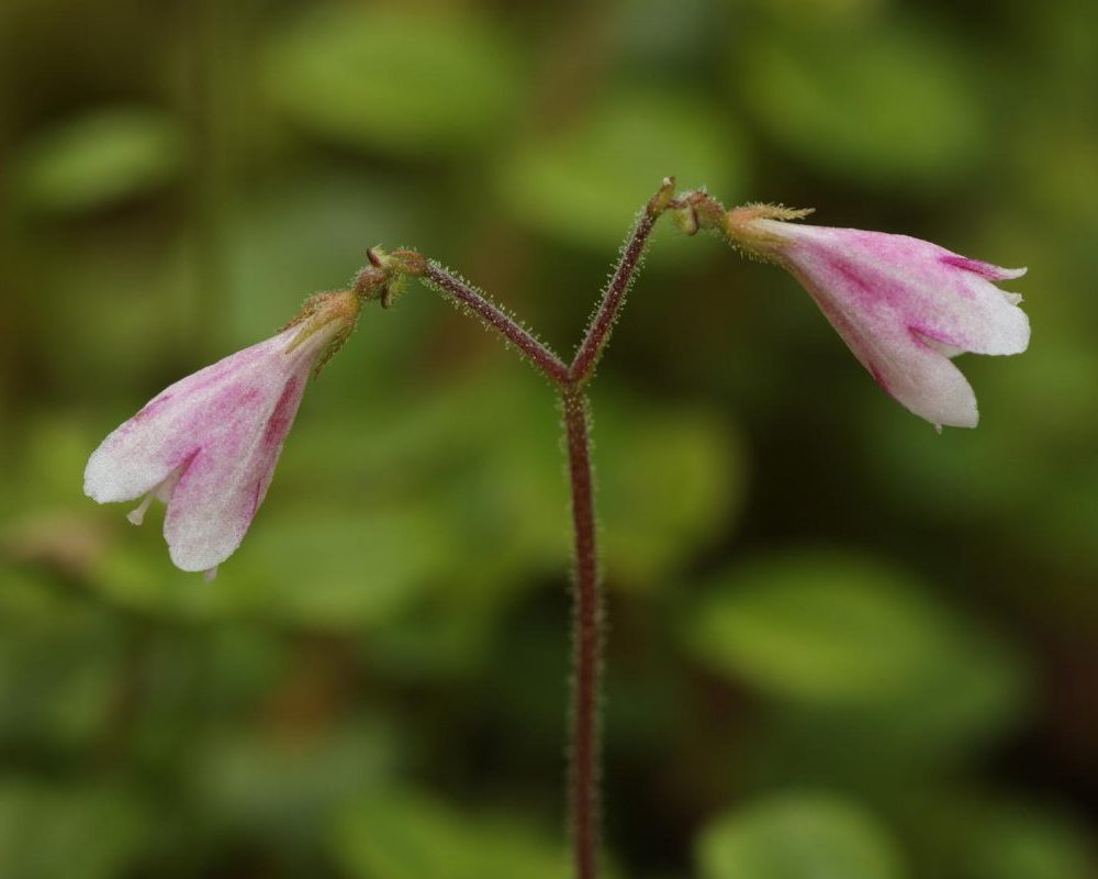 A twinflower day