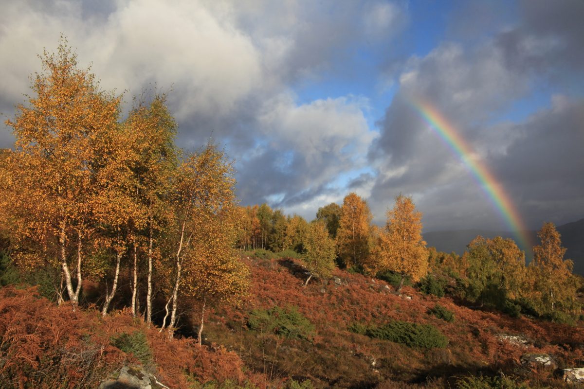 Rainbow, autumn, birch trees, Scotland